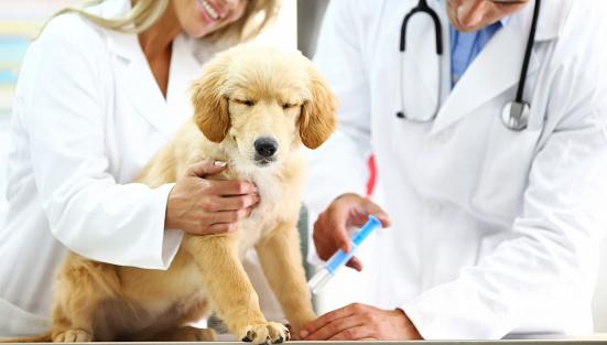 Golden-Retriever-Puppy-Vaccinations