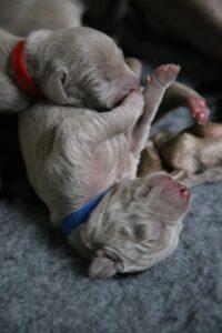 Puppies Kittens Do Not Separate from litter Early Tips General Information2