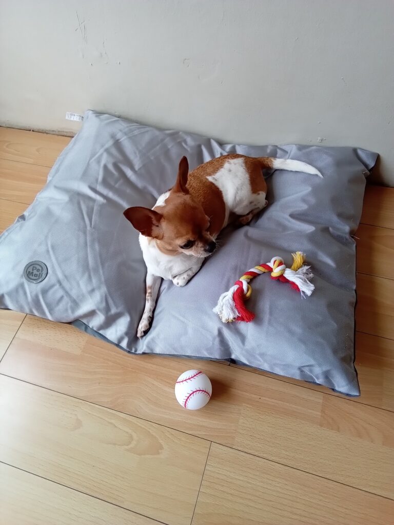 From South Africa To Ireland And Back To South Africa In Time For