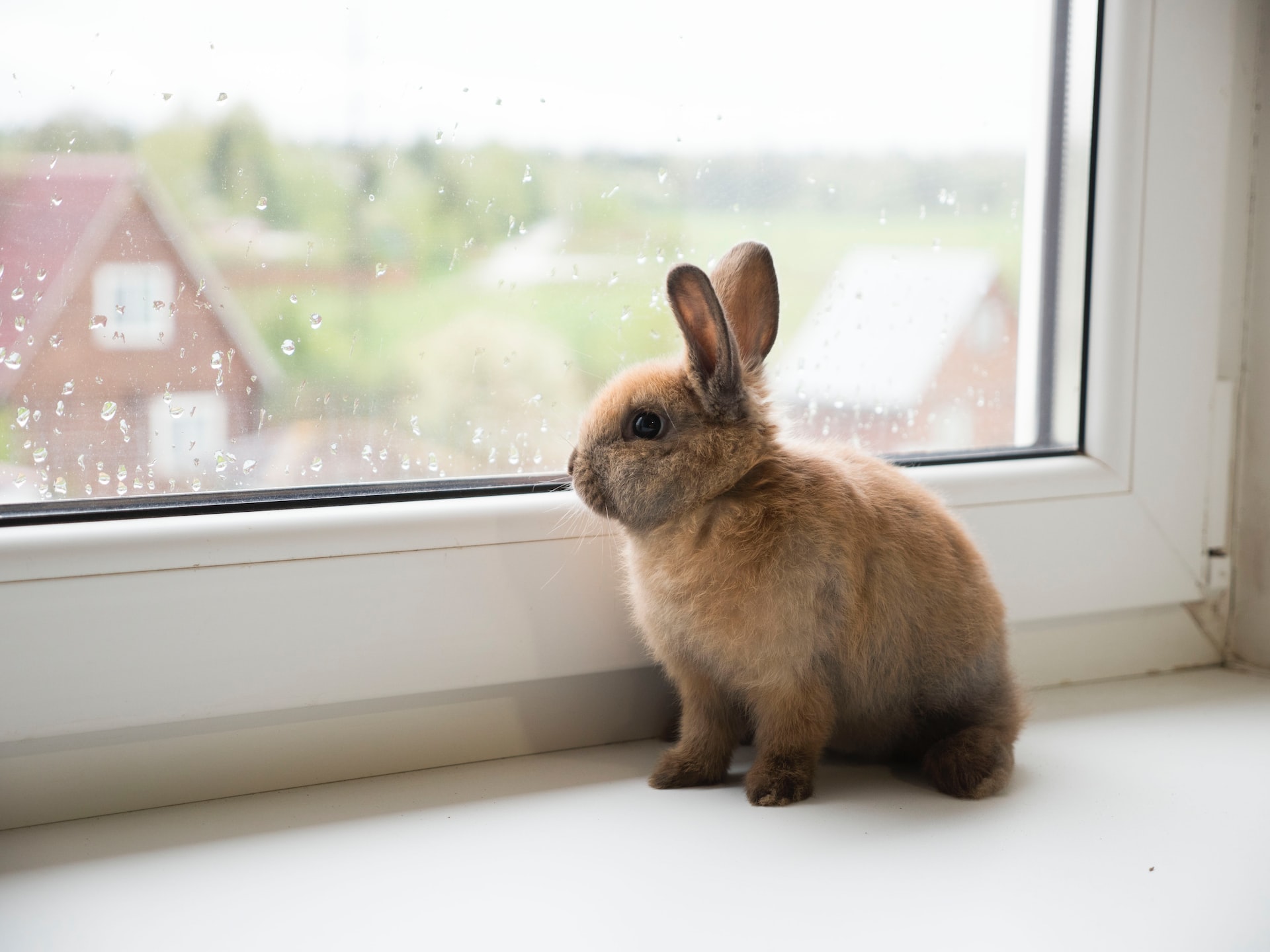 Rabbit Transport 101 – How To Travel Abroad With Rabbits 🐇