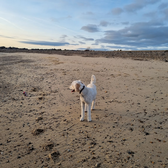 Struppi's First Encounter With the Sea in His New Home in the UK