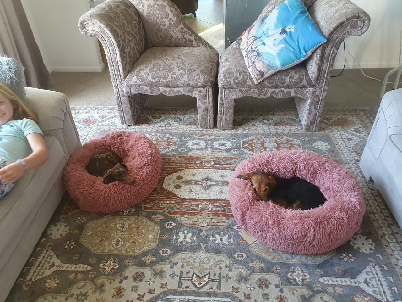 Dobby And Trixie Have Joined Their Family In New Zealand 🐕🇳🇿 ️