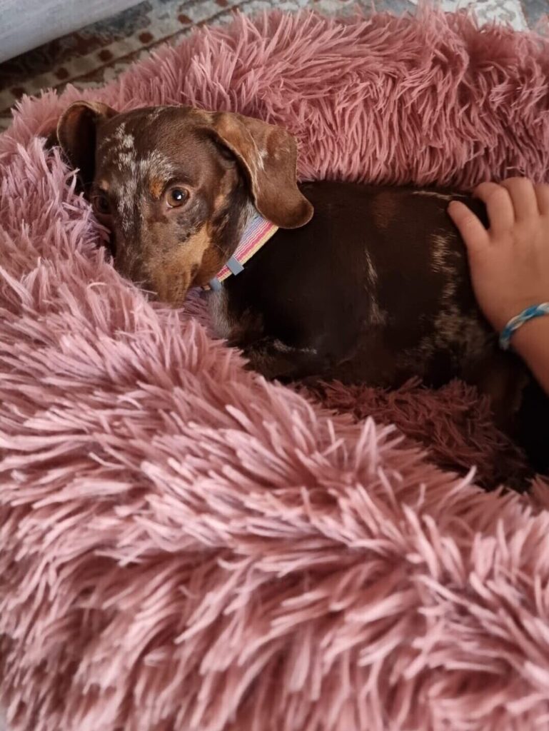 Dobby And Trixie Have Joined Their Family In New Zealand 🐕🇳🇿 ️