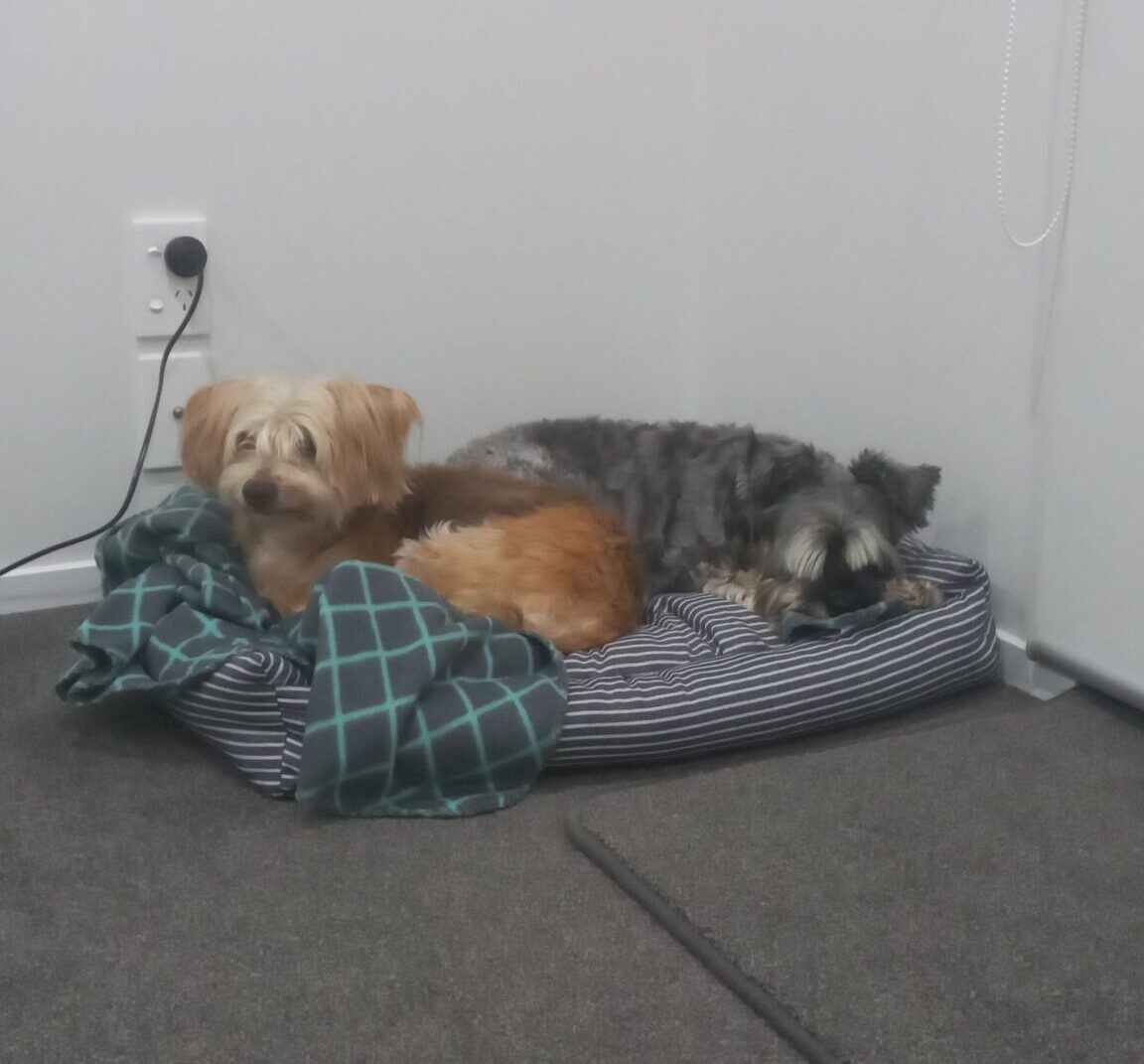 Brandy, Leyla, And Toby Have Arrived Safely In New Zealand 🐶🐈🐶🇳🇿