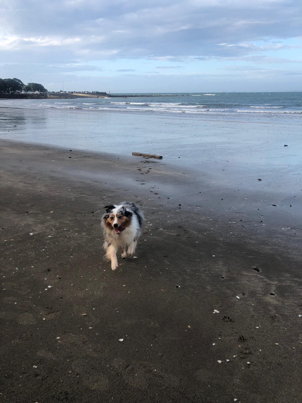Olive Enjoying Her First Walk On The Beach In New Zealand 🐶 ️🇳🇿