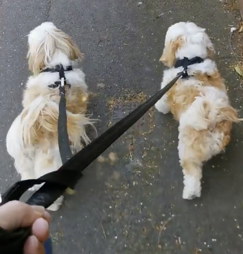 Miss Elle And Dougie – Going for Their First Walk in the UK Keringa-Petwings Pet Transport Testimonials