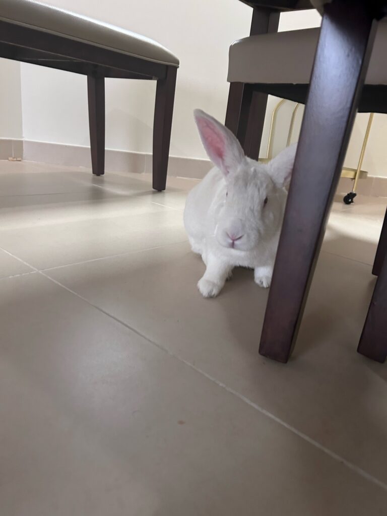Jerry the Bun Has Arrived Safely in the UAE 🐇❤️🇦🇪