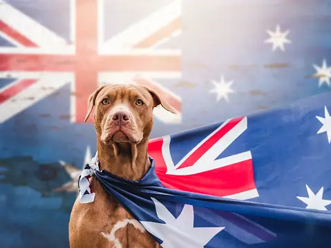 Moving to Australia with Pets: Your Questions Answered (Part 3)
