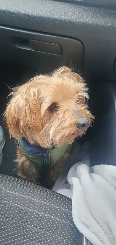 Pet Transport Testimonial: Rango is Safe and Sound in New Zealand 🐕❤️🇳🇿