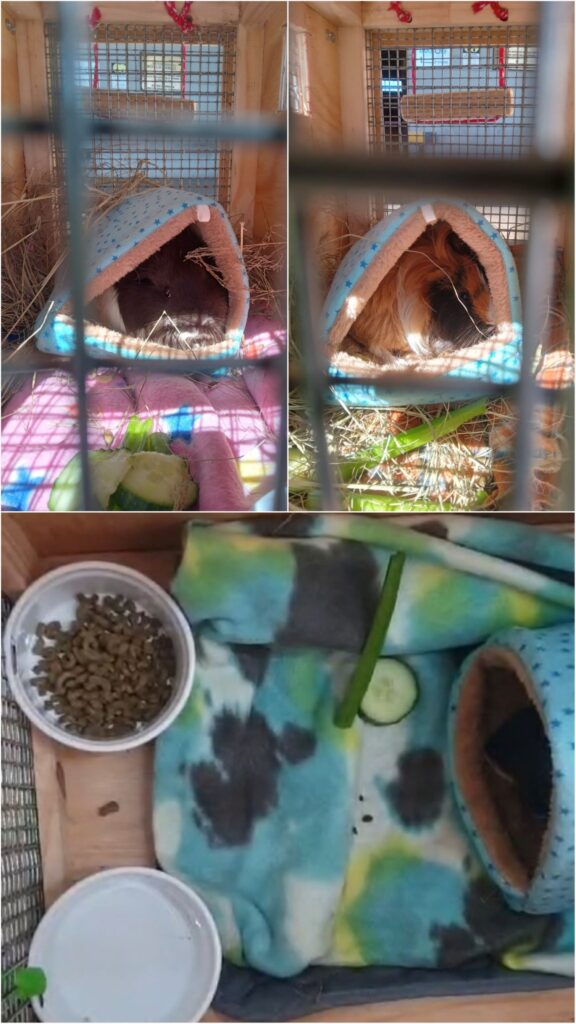 Guinea Pig Pet Transport Testimonial: The 3 Guineas Have Joined Their Family in the UK ❤️🇬🇧