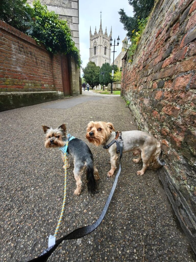 Teddy and Cody Have Joined Their Family in the UK 🐕❤️🇬🇧